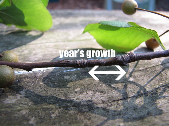 [growthoneyear2withtxt4.jpg]