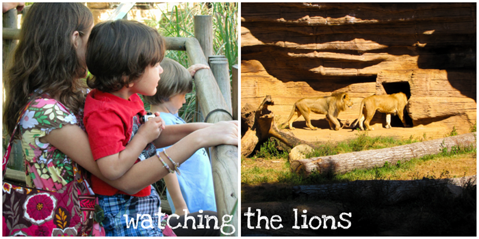 zoocollage5