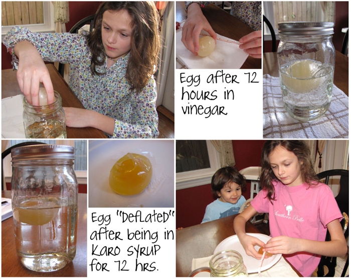 eggexp