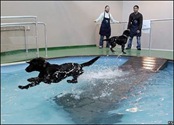 _42912763_animal_ap _42912763_animal_ap