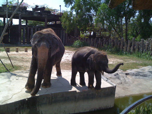 đại nam bình dương - ai đì chơi tết tây về chỉ giáo với - 15