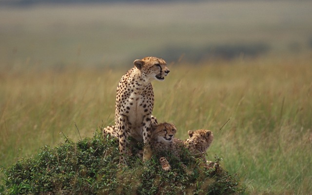 [cheetahandcubswallpapers_12991_1440x[1].jpg]