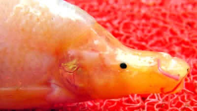 [fishyfish4.jpg]