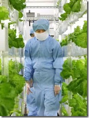 lettuce-factory