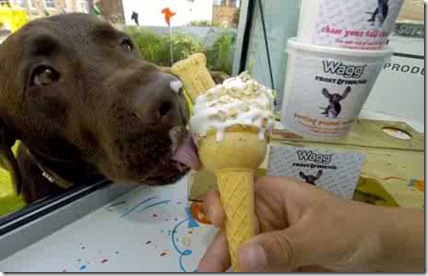 Ice Cream For doggy