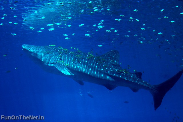 WhaleShark