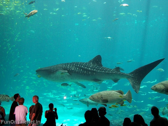 WhaleShark