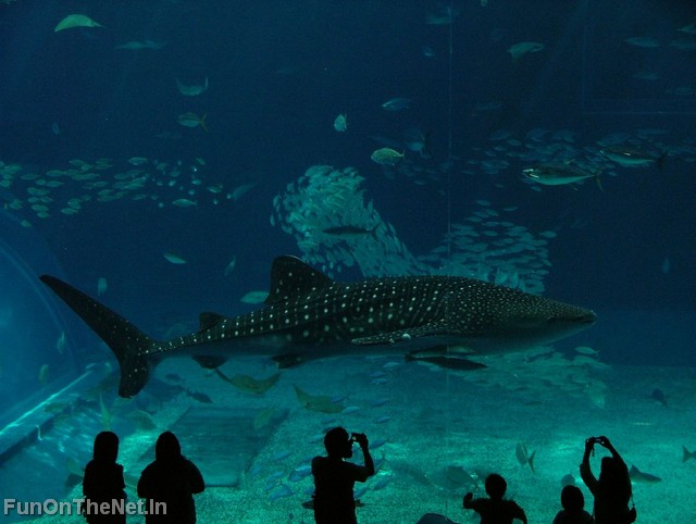 WhaleShark