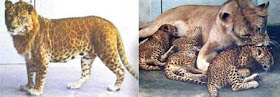 Leopon Leopon