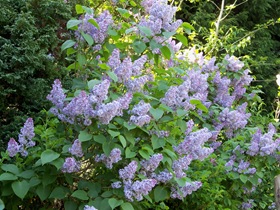 lilac,syringa vulgaris