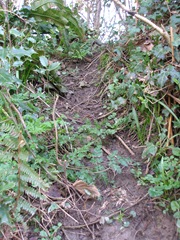 Badger track through the hedge