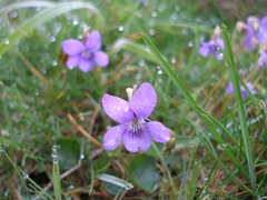 dog_violets, Viola riviniana