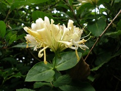 Honeysuckle in flower (Lonicera periclynum)