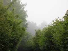 Mist in the trees.