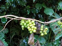 bryony,bryonia dioca,bryony berries