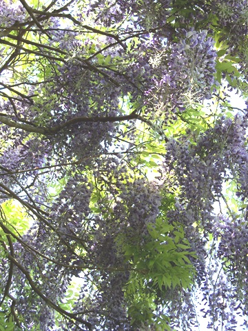 [wisteria_sinensis_4[8].jpg]