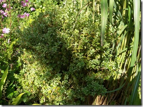 buxus sepavirens elegantissima, variegated box, box bush
