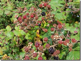 blackberries undeveloped