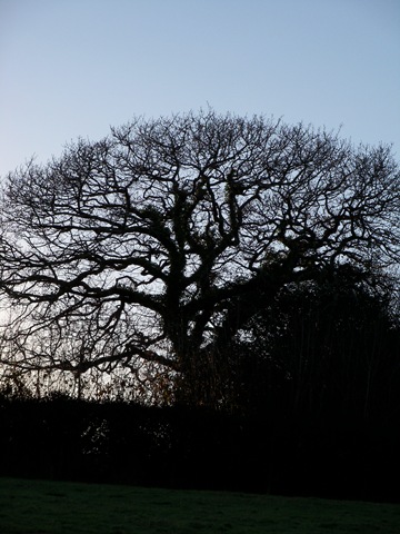 [oak_tree_silhouette[2].jpg]