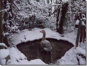 goose in snowy pond