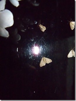 winter moths,Operophtera brumata, gathering on the glass