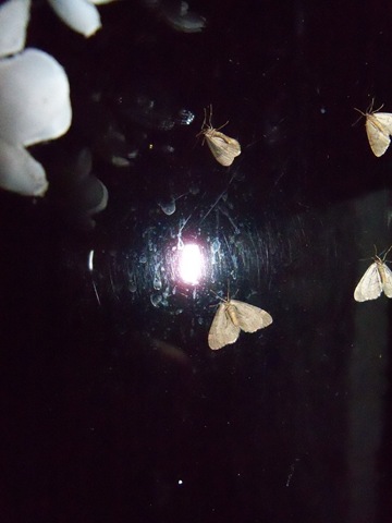 [winter_moths[2].jpg]