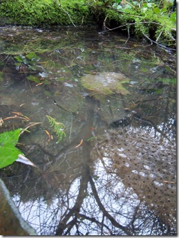 frog spawn in the wild pond