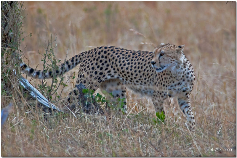 Animales salvajes de África Animales salvajes de África