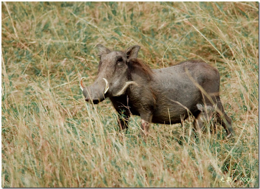 animales salvajes de africa fotos