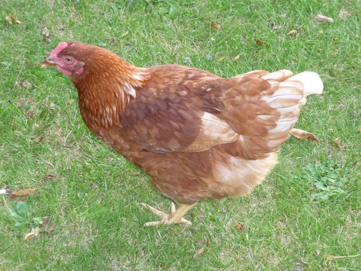 P1000747.JPG
