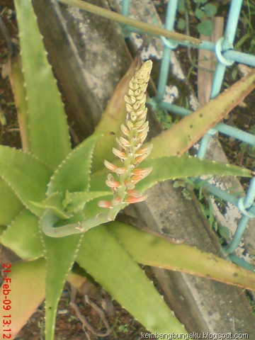 [Aloevera32295.jpg]