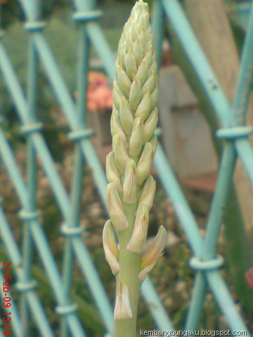 [Aloevera32335.jpg]