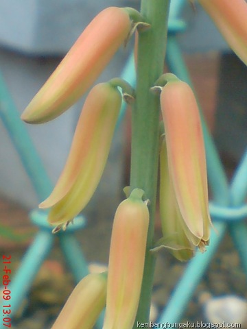 [Aloevera32255.jpg]