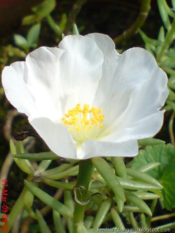 [Portulaca grandiflora Hook 3782[2].jpg]