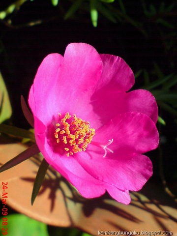 [Portulaca grandiflora Hook 4542[2].jpg]