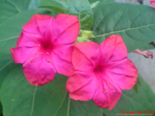 [bungapukul4merah33746.jpg]