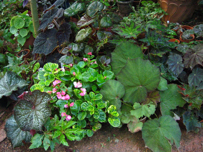 Can I overwinter this begonia?