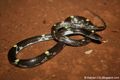 Yellow Spotted Wolf Snake