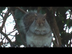 Squirrel1
