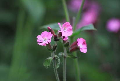 Red campion2