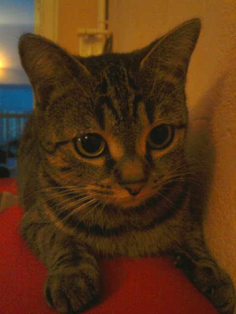 http://lh3.ggpht.com/_iKF7_foqgZk/TKL8QXLD2DI/AAAAAAAAAyg/dJnPPdAzyXE/s640/2010-09-26%2020.21.30_e0.jpg