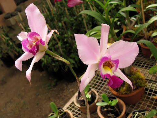 Puerto Vallarta Botanical Gardens orchids