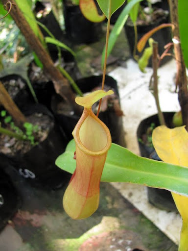 Puerto Vallarta Botanical Gardens orchids
