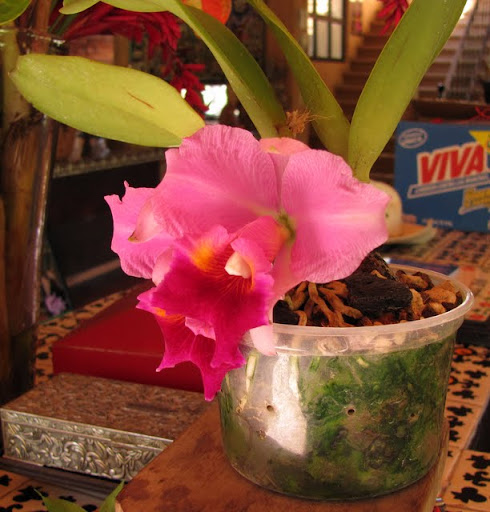 Puerto Vallarta Botanical Gardens orchids