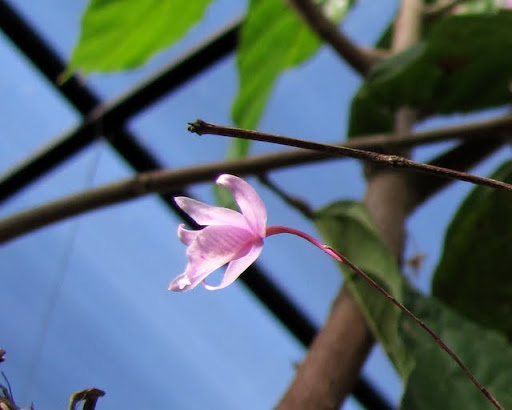 Puerto Vallarta Botanical Gardens orchids