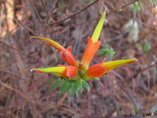 Blooms at La Bufa
