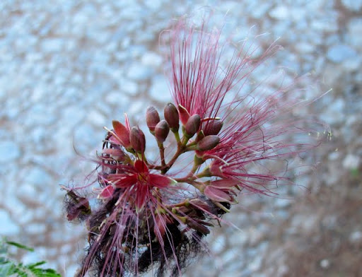 flower at la bufa