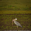 grey heron