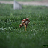 shaolin chicken form