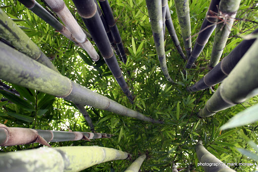 Bamboo (Day 8: Sat, 9/19)